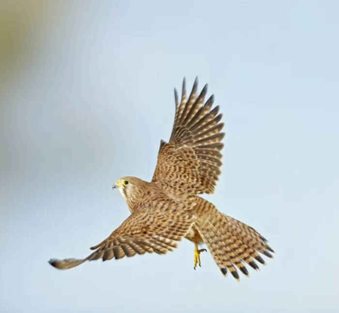 Framed Print : Kestrel - in flight taking off - Bedfordshire - UK 006989 Framed Print : Kestrel - in flight taking off - Bedfordshire - UK 006989