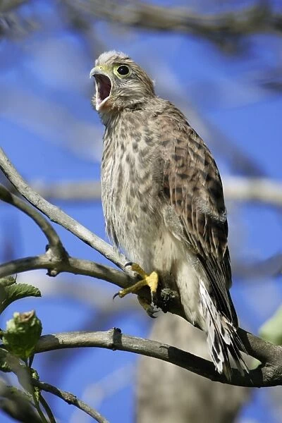 Kestrel - Immature calling to parent birds after leaving nest Lower Saxony, Germany