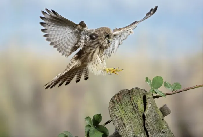 Framed Print : Kestrel - landing on gate post Bedfordshire uk Framed Print : Kestrel - landing on gate post Bedfordshire uk