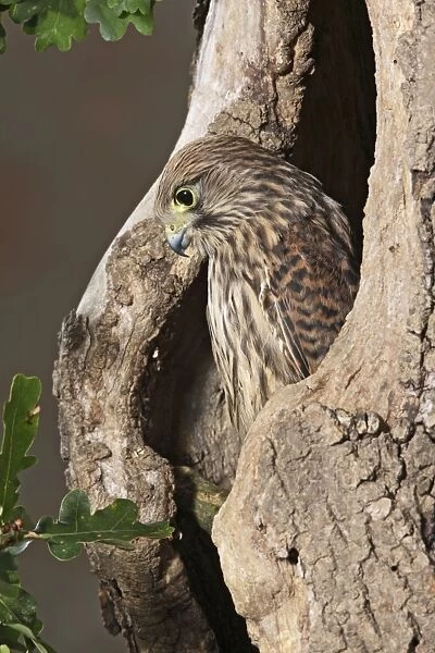 Kestrel - looks out from hole in tree Bedfordshire UK