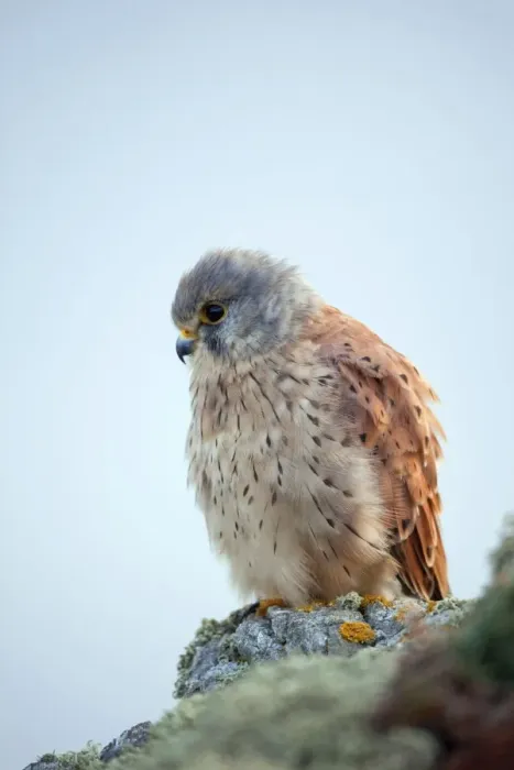 Framed Print : Kestrel - male - Cornwall - UK Framed Print : Kestrel - male - Cornwall - UK