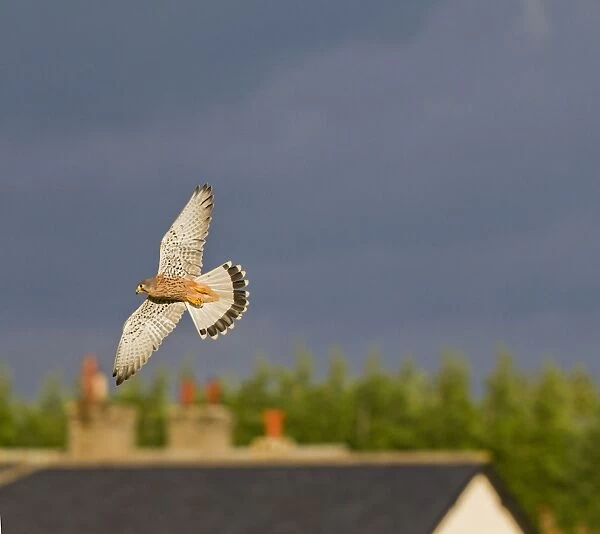 Kestrel - male in flight over farm cottages - controlled conditions 11606