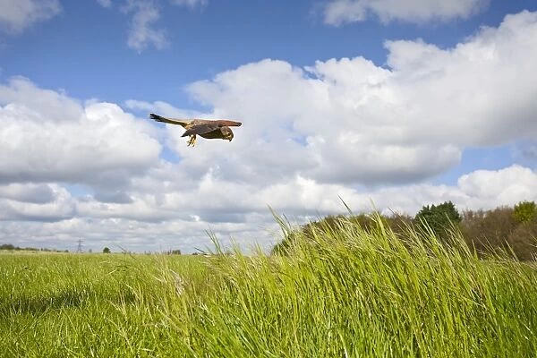 Kestrel - male in flight hunting in long grass - controlled conditions 10443