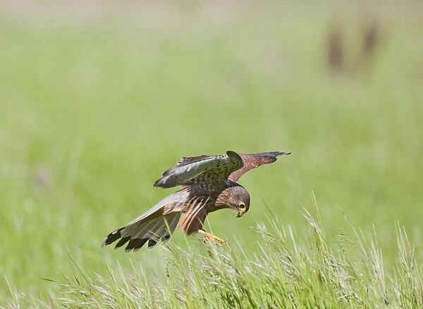 Kestrel - male in flight hunting in long grass - controlled conditions 10440