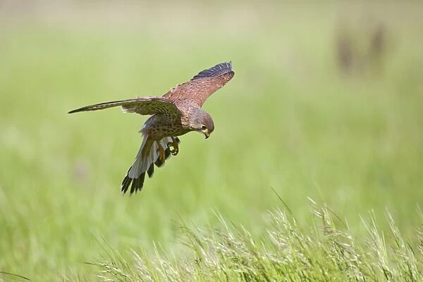 Kestrel - male in flight hunting in long grass - controlled conditions 10441