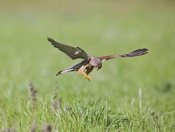 Kestrel - male in flight hunting in long grass - controlled conditions 10438