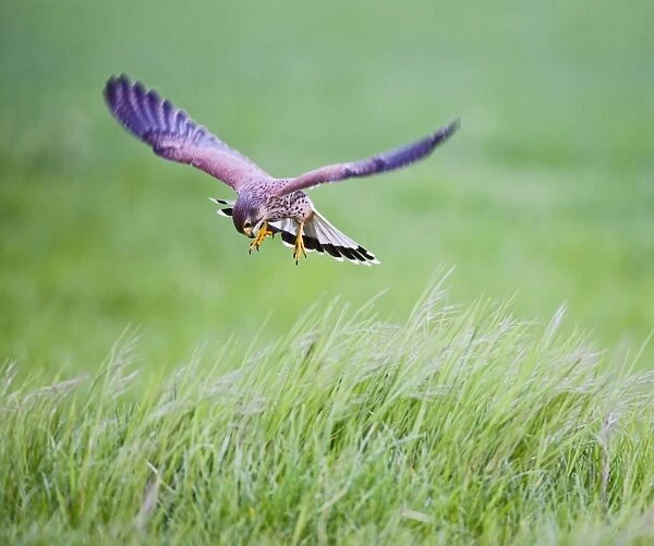 Kestrel - male in flight hunting in long grass - controlled conditions 10390