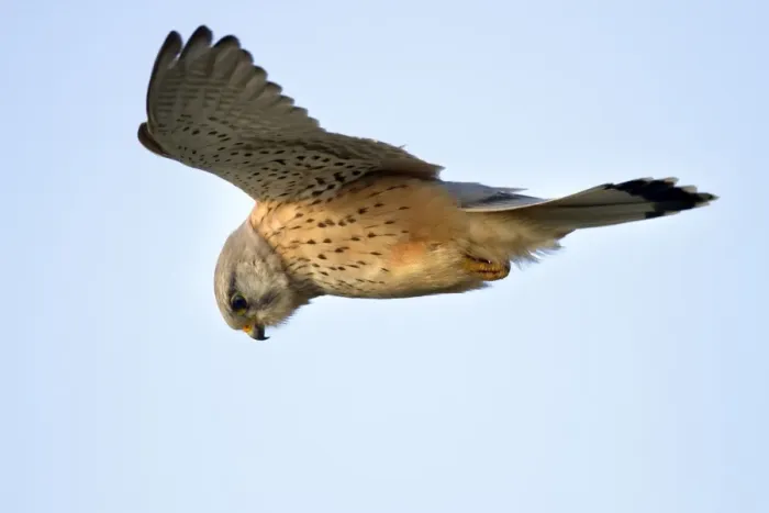 Framed Print : Kestrel - male - in flight - UK Framed Print : Kestrel - male - in flight - UK