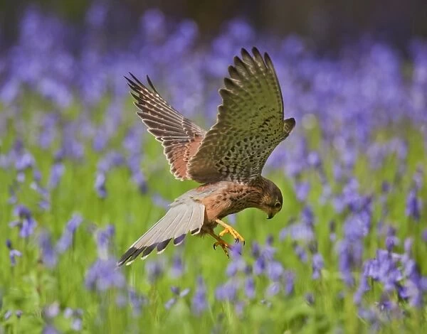 Kestrel - male hunting in bluebells - controlled conditions 10392