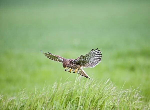 Kestrel - male hunting in long grass - controlled conditions 10389
