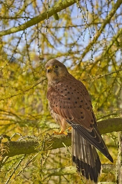 Kestrel - male in larch tree in Autumn - controlled conditions 11669