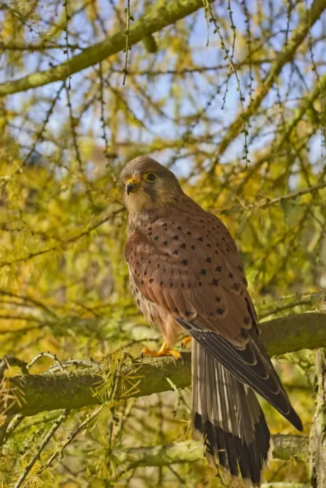 Framed Print : Kestrel - male in larch tree in Autumn - controlled conditions 11669 Framed Print : Kestrel - male in larch tree in Autumn - controlled conditions 11669