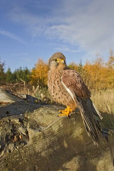 Kestrel - male on log - controlled conditions 11665