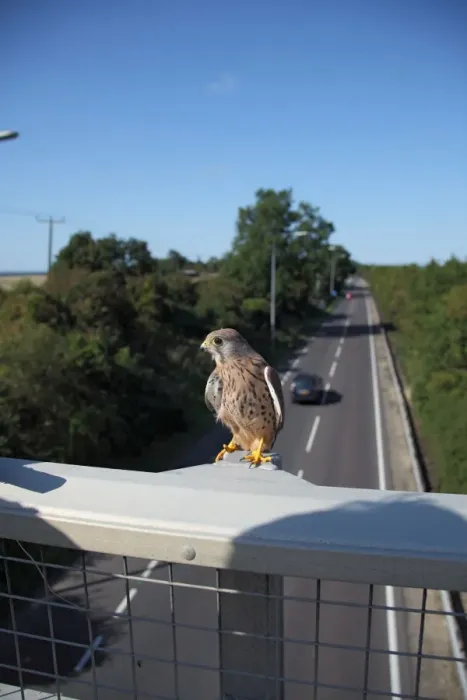 Framed Print : Kestrel - male on motorway bridge - Bedfordshire UK 008047 Framed Print : Kestrel - male on motorway bridge - Bedfordshire UK 008047