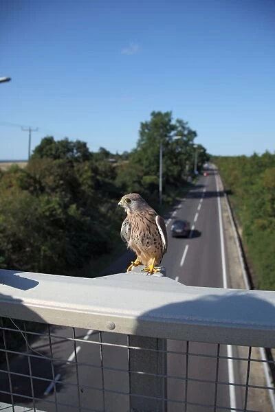 Kestrel - male on motorway bridge - Bedfordshire UK 008047