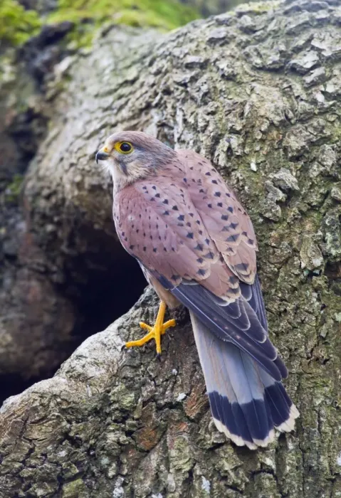Framed Print : Kestrel - male at nest site - controlled conditions 10398 Framed Print : Kestrel - male at nest site - controlled conditions 10398