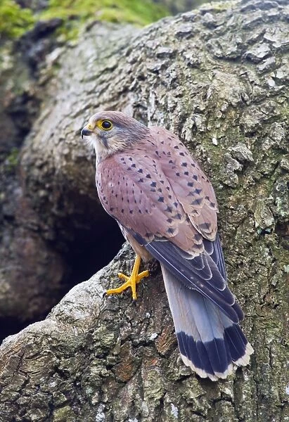 Kestrel - male at nest site - controlled conditions 10398