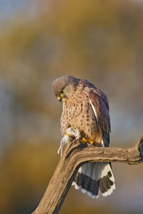 Framed Print : Kestrel - male with prey in Autumn - controlled conditions 11693 Framed Print : Kestrel - male with prey in Autumn - controlled conditions 11693