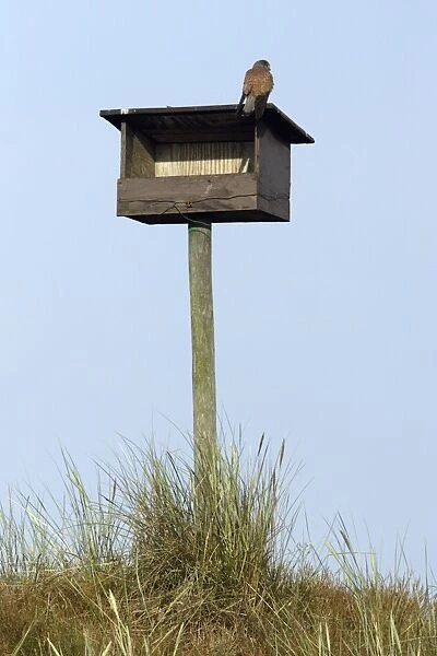 Kestrel - Male sitting on nesting box in sand dunes Isle of Texel, Holland