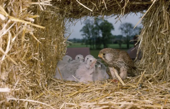 Framed Print : Kestrel - at nest in straw stack, UK Framed Print : Kestrel - at nest in straw stack, UK