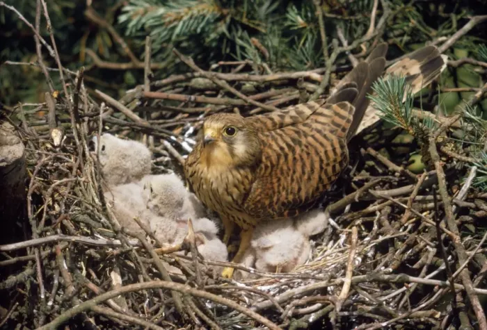 Framed Print : Kestrel - at nest with young Framed Print : Kestrel - at nest with young