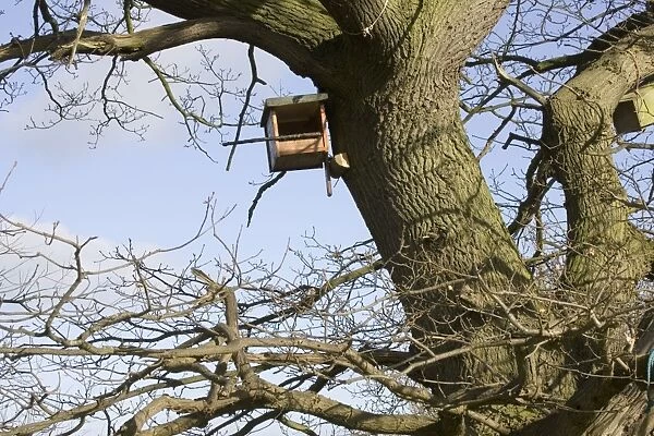 Kestrel nesting box fixed to side of large oak tree Cotswolds UK