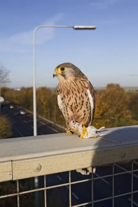 Framed Print : Kestrel - with prey on motorway bridge - controlled conditions 11686 Framed Print : Kestrel - with prey on motorway bridge - controlled conditions 11686