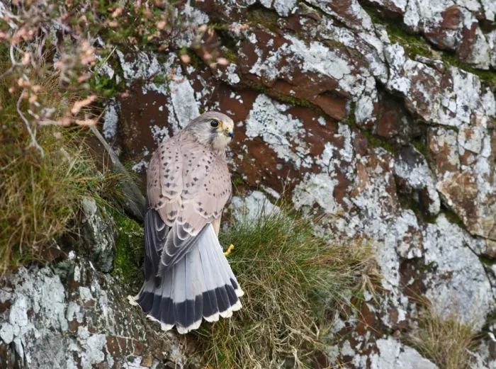 Framed Print : Kestrel - young male on cliff 8410 Framed Print : Kestrel - young male on cliff 8410