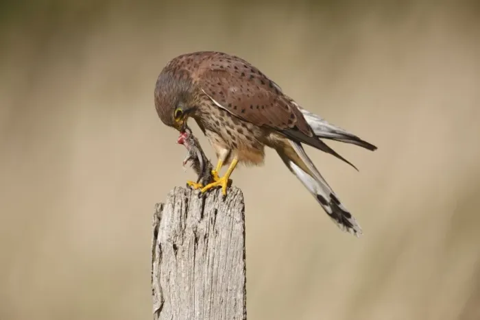 Framed Print : Kestrel - young male feeding on prey - on fence post 8591 Framed Print : Kestrel - young male feeding on prey - on fence post 8591
