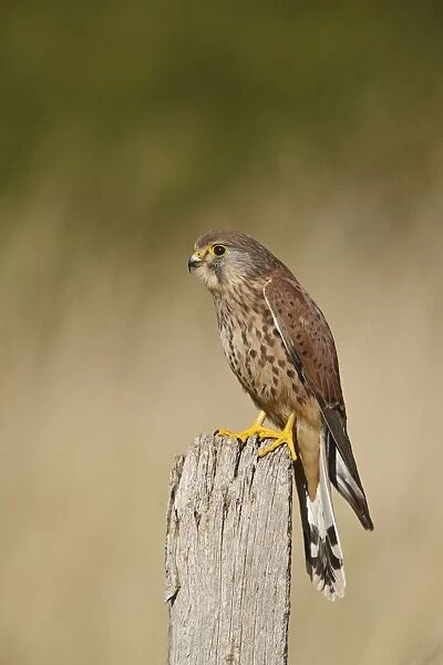Kestrel - young male on fence post 8575