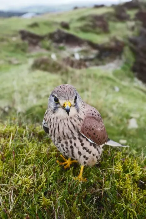 Framed Print : Kestrel - young male on hillside 8388 Framed Print : Kestrel - young male on hillside 8388