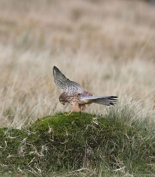 Kestrel - young male landing in moorland 8419