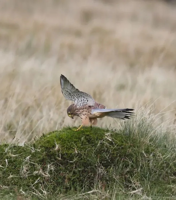 Framed Print : Kestrel - young male landing in moorland 8419 Framed Print : Kestrel - young male landing in moorland 8419