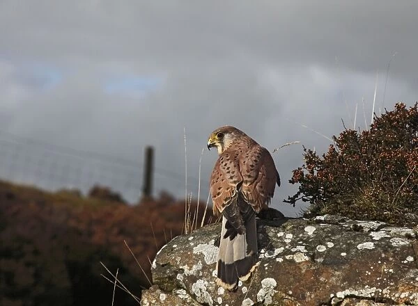 Kestrel - young male on moorland rock 8418
