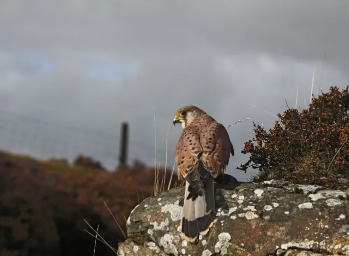 Framed Print : Kestrel - young male on moorland rock 8418 Framed Print : Kestrel - young male on moorland rock 8418