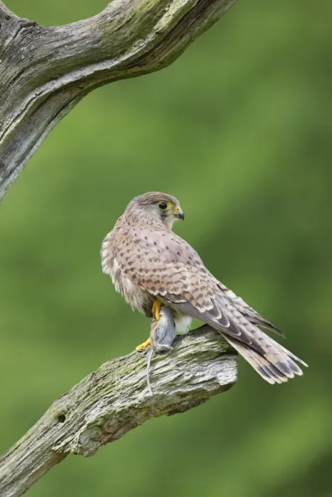 Framed Print : Kestrel - young male with prey - Bedfordshire - UK 007151 Framed Print : Kestrel - young male with prey - Bedfordshire - UK 007151
