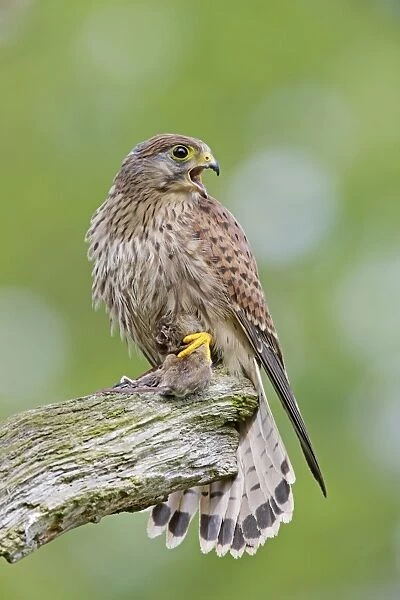 Kestrel - young male with prey - Bedfordshire - UK 007149