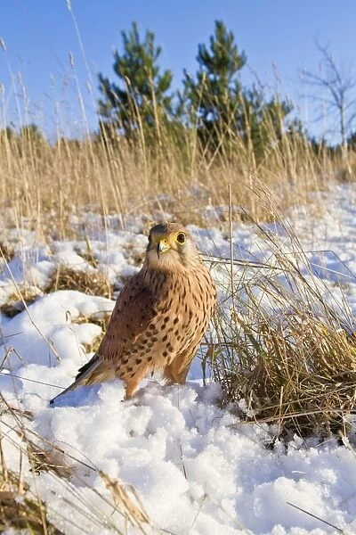 Kestrel - young male with prey in snow - controlled conditions 8704