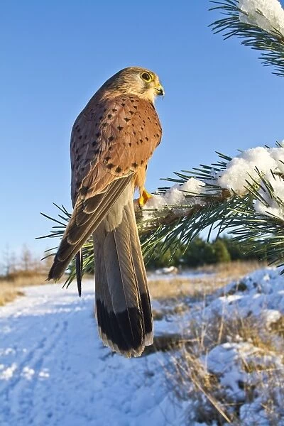 Kestrel - young male with prey in snow - controlled conditions 8706
