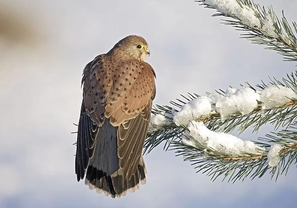 Kestrel - young male on snowy fir branch - Bedfordshire UK 008185