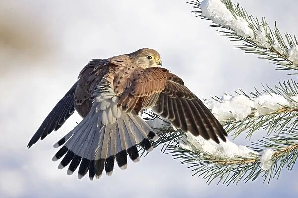 Kestrel - young male on snowy fir branch - Bedfordshire UK 008187