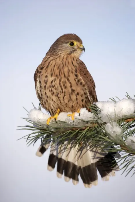 Framed Print : Kestrel - young male on snowy fir branch - Bedfordshire UK 008182 Framed Print : Kestrel - young male on snowy fir branch - Bedfordshire UK 008182