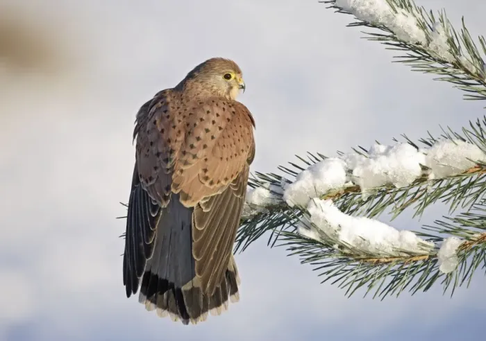 Framed Print : Kestrel - young male on snowy fir branch - Bedfordshire UK 008185 Framed Print : Kestrel - young male on snowy fir branch - Bedfordshire UK 008185