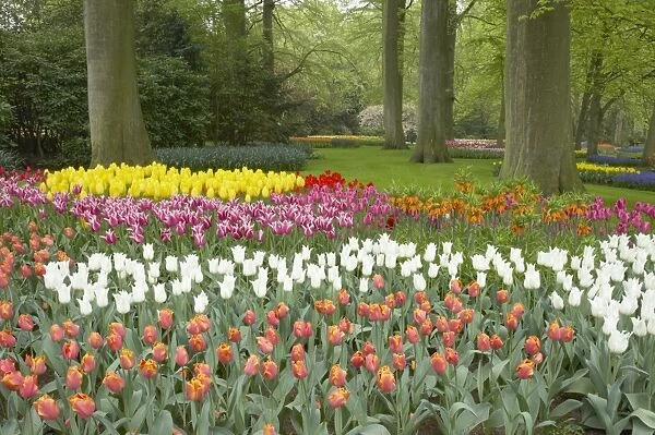 Keukenhof Gardens in Spring Tulip Beds and Other Spring Flowers Netherlands PL001478