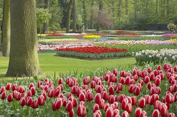 Keukenhof Gardens in Spring Tulip Beds and Other Spring Flowers Netherlands PL001522