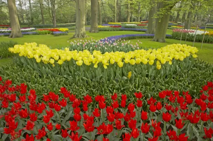 Framed Print : Keukenhof Gardens in Spring Tulip Beds and Other Spring Flowers Netherlands PL001502 Framed Print : Keukenhof Gardens in Spring Tulip Beds and Other Spring Flowers Netherlands PL001502