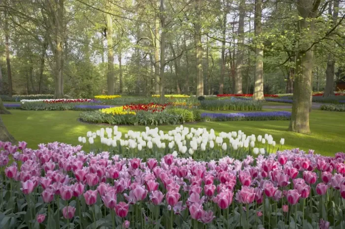 Framed Print : Keukenhof Gardens in Spring Tulip Beds and Other Spring Flowers Netherlands PL001506 Framed Print : Keukenhof Gardens in Spring Tulip Beds and Other Spring Flowers Netherlands PL001506