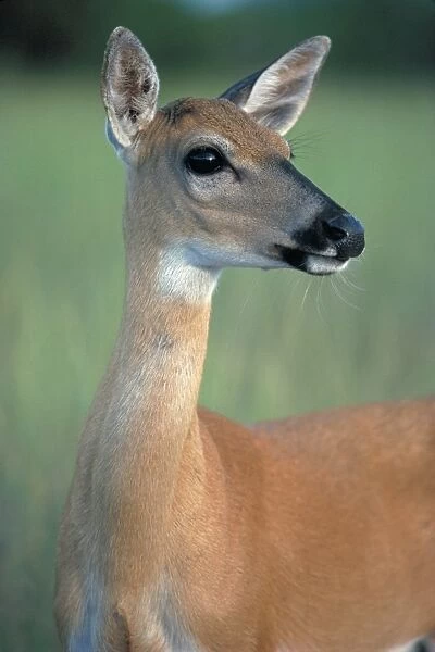 Key Deer - Florida - The smallest and palest of the eastern deer - Endangered subspecies mainly due to development with many being killed on road-by dogs-in drainage ditches etc