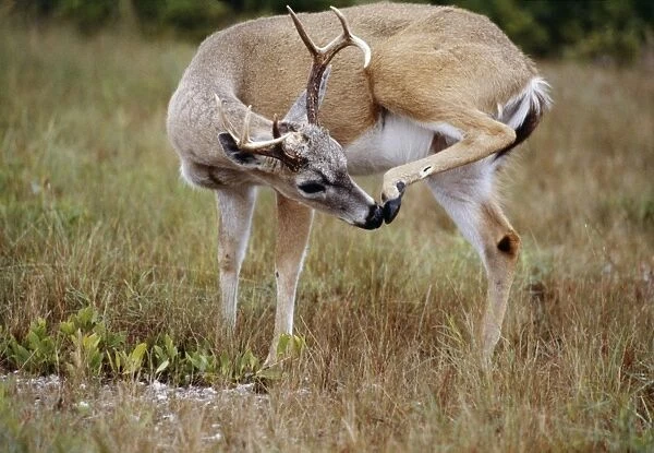 Key Deer - subspecies of the White-tailed Deer - scratching head with back leg