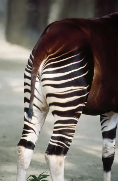 Framed Print : Okapi. KF-11425. OKAPI - STRIPE PATTERN. Okapia johnstoni Framed Print : Okapi. KF-11425. OKAPI - STRIPE PATTERN. Okapia johnstoni